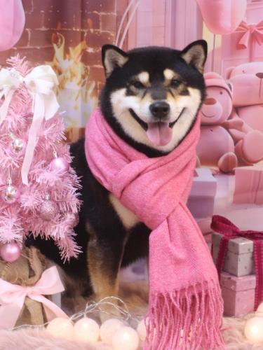 20241222ココくん